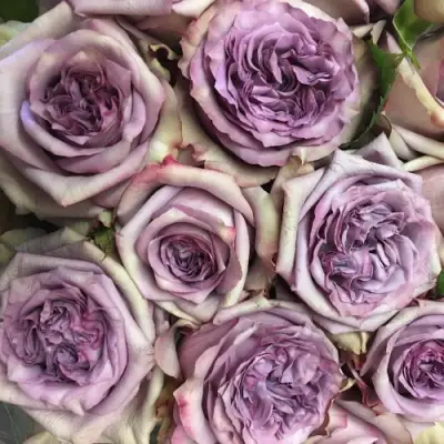 Роза ДОЛЬЧЕТТО чайно-гибридная в Колодищи