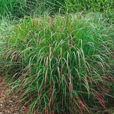 Просо РЕБРАУН прутьевидное в Колодищи