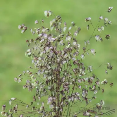 Трясунка средняя в Колодищи