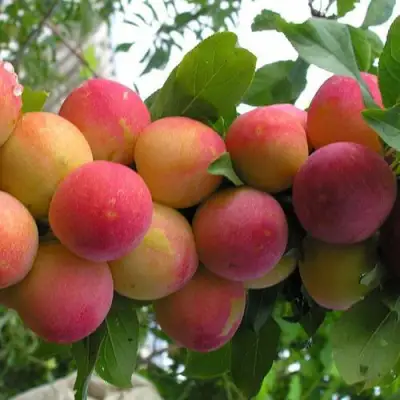 Слива СКОРОПЛОДНАЯ в Колодищи