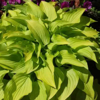 Хоста ХИДОН САНСЕТ в Колодищи