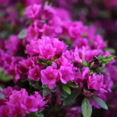 Азалия ГЕЙША ПЕРПЛ японская в Колодищи