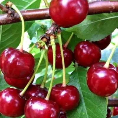 Дюк ШПАНКА ДОНЕЦКАЯ в Колодищи