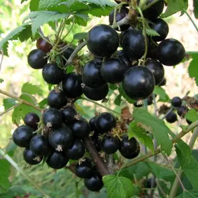 Смородина чёрная ШАРОВИДНАЯ в Колодищи