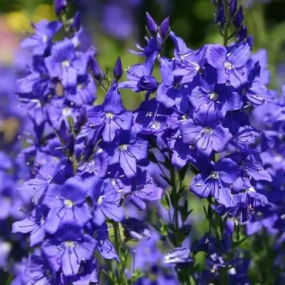 Вероника австрийская в Колодищи