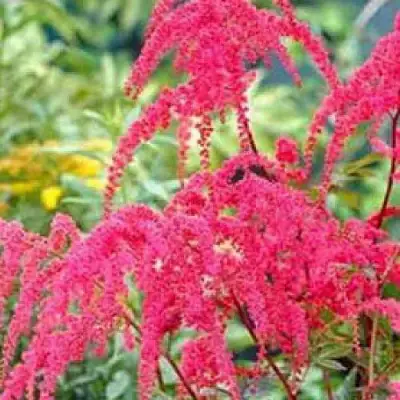 Астильба РЕД ЧАРМ Арендса в Колодищи