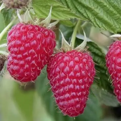 Малина ТУЛАМИН в Колодищи