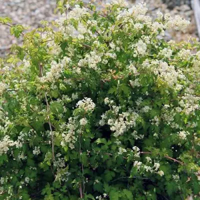 Стефанандра КРИСПА надрезаннолистная в Колодищи