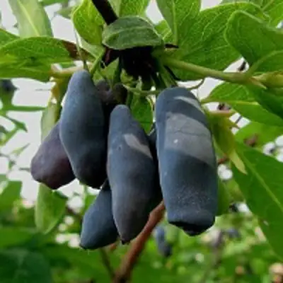 Жимолость съедобная ЧУЛЫМСКАЯ в Колодищи