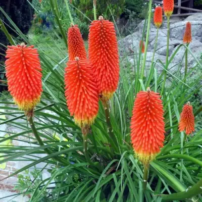 Книфофия БЕНГАЛ ФАЕР гибридная в Колодищи