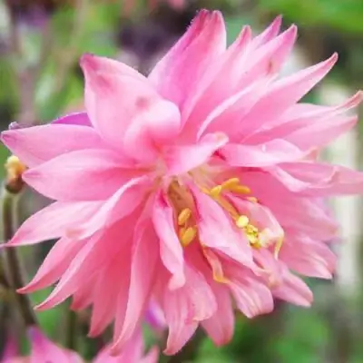 Аквилегия БАРЛОУ ПИНК гибрид МакКаны в Колодищи