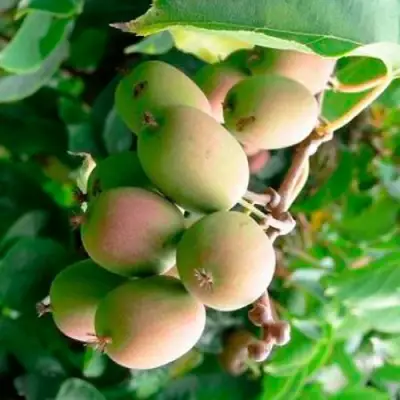 Актинидия ГИБРИДНАЯ КОЛБАСИНОЙ в Колодищи