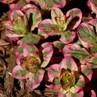 Вербейник АЛЕКСАНДР точечный в Колодищи