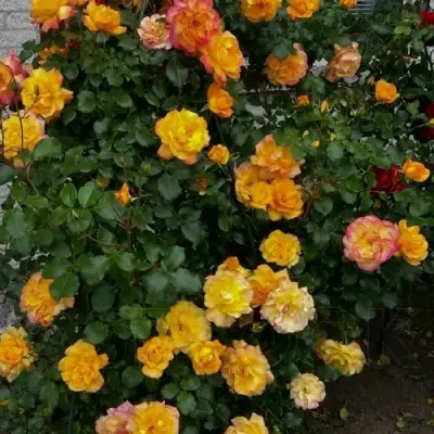 Роза САХАРА плетистая в Колодищи