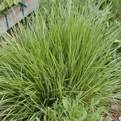 Вейник АВАЛАНШ остроцветковый в Колодищи