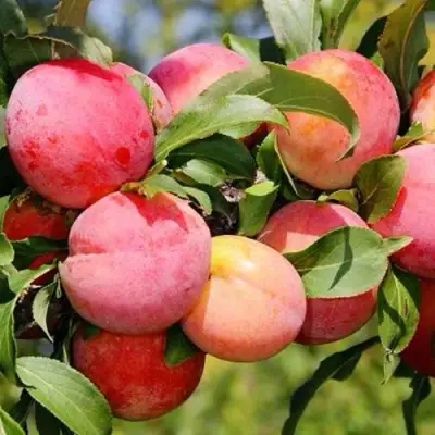 Слива ФАВОРИТЕ ДЕ СУЛТАНО в Колодищи