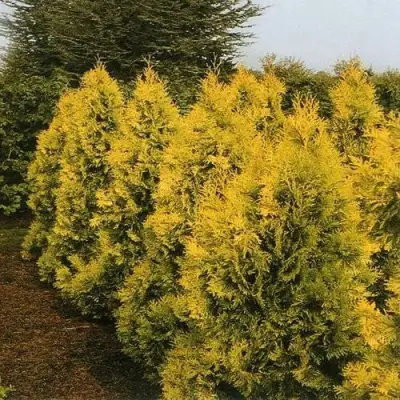Туя ЕВРОПА ГОЛД западная в Колодищи