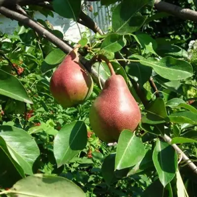 Груша РУМЯНАЯ КЕДРИНА в Колодищи
