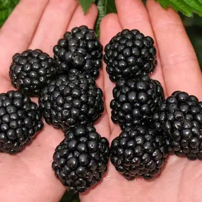 Ежевика ДЖАМБО бесшипная  в Колодищи