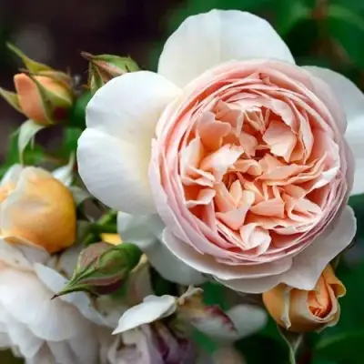 Роза ДЖУЛЬЕТТА английская в Колодищи