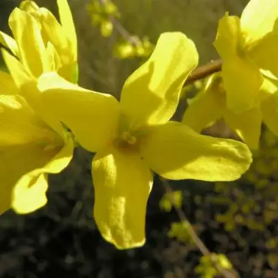 Форзиция ФОРЧУНА в Колодищи