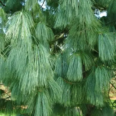 Сосна гриффита в Колодищи