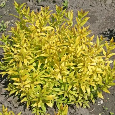 Бирючина АУРЕА обыкновенная в Колодищи