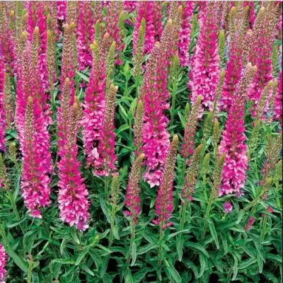 Вероника РОНИКА ФУКСИЯ в Колодищи