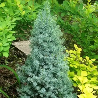 Ель КОНИКА сизая в Колодищи