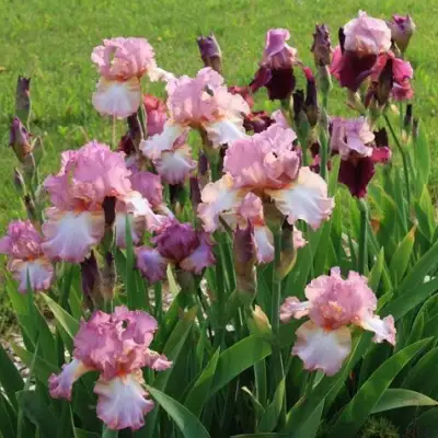 Ирис БЛАШИНГ ПИНК бородатый в Колодищи