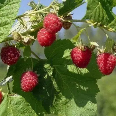 Малина КОЛОКОЛЬЧИК в Колодищи