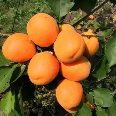 Абрикос ХАРГРАНД в Колодищи