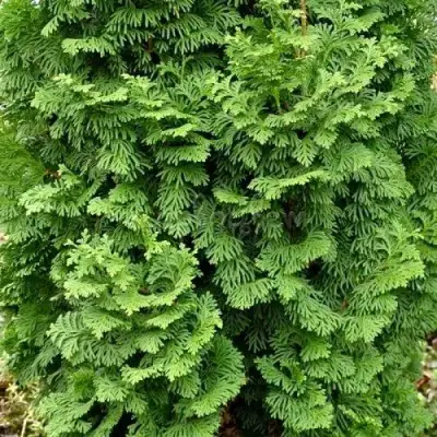 Туя СПИРАЛИС МИНИ западная в Колодищи