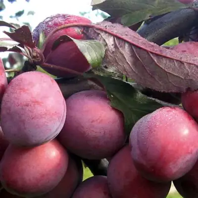 Слива ПАННА в Колодищи