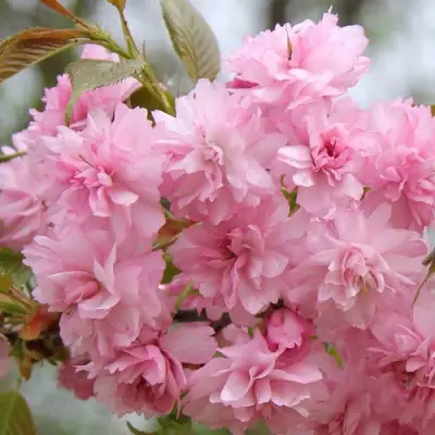 Сакура РОЗЕА ПЛЕНА в Колодищи