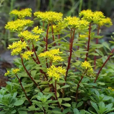 Очиток (седум) ИММЕРГРЮНХЕН в Колодищи