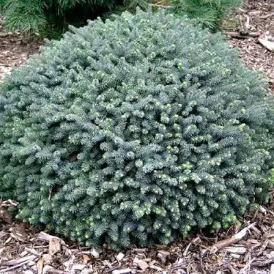 Ель ЭХИНИФОРМИС сизая в Колодищи