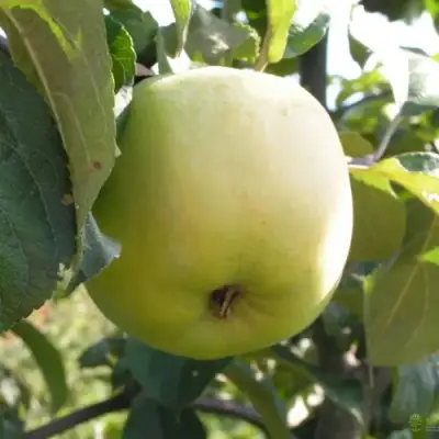 Яблоня АНТОНОВКА ОБЫКНОВЕННАЯ в Колодищи