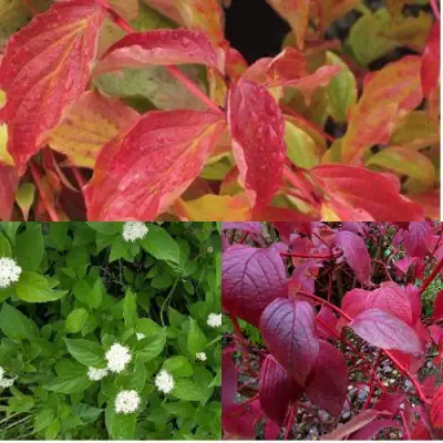 Комплект СЕВЕРНОЕ СИЯНИЕ в Колодищи