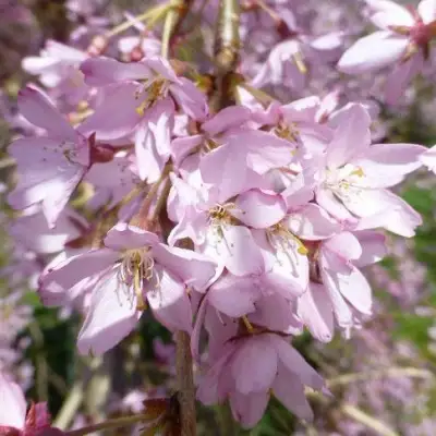 Сакура ПЕНДУЛА РУБРА в Колодищи
