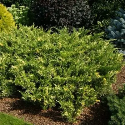 Можжевельник ВАРИЕГАТА казацкий  в Колодищи