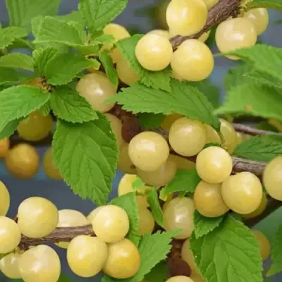 Вишня СНЕВИТ войлочная в Колодищи