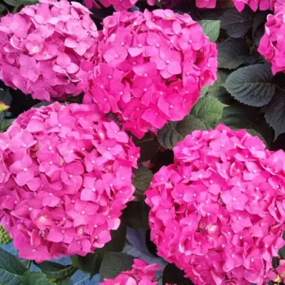 Гортензия ЭНДЛЕСС САММЕР ЛАВ крупнолистная в Колодищи