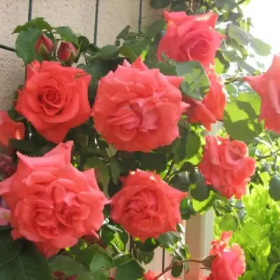 Роза ДИ ДИ БРИДЖУОТЕР плетистая в Колодищи