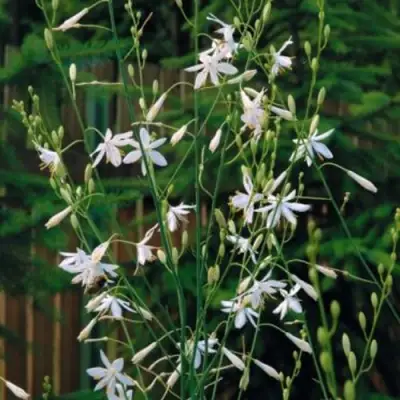 Венечник ветвистый в Колодищи