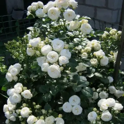 Роза АРТЕМИС шраб в Колодищи