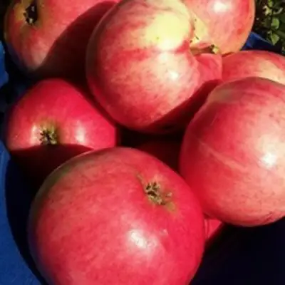 Яблоня СУЙСЛЕПСКОЕ (МАЛИНОВКА) в Колодищи