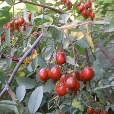 Роза сизая в Колодищи