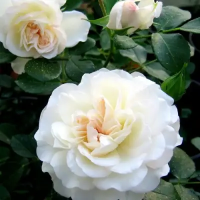 Роза ВАЙТ МЕЙДИЛАНД почвопокровная в Колодищи