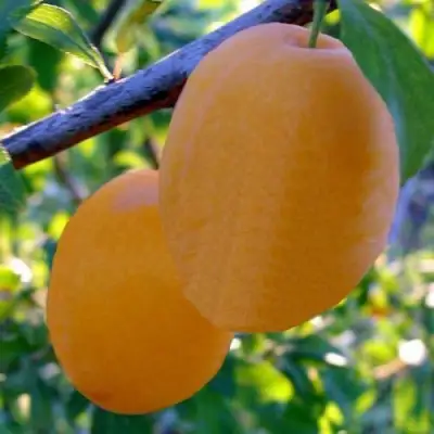 Слива НАТАША в Колодищи